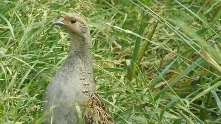 Partridge, ahol lakott, és úgy néz ki, mint a (fotó és leírás)