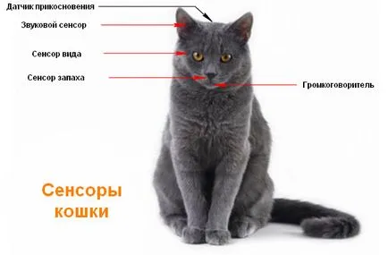 сензори котка