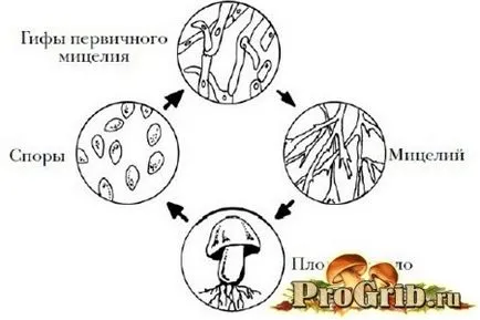 Agaricus gomba leírása és jellemzése