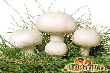 Agaricus gomba leírása és jellemzése