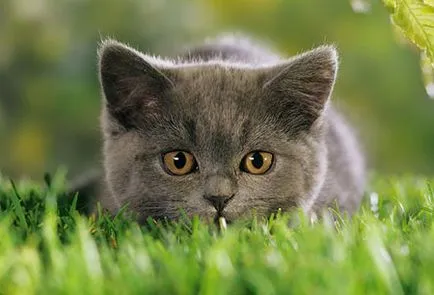 A szenzoros képességek macskák érdekes macskák, cikkek, macskák