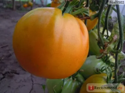 Seminte de tomate gigant portocaliu de ferme agricole Alena Lyuks - „fereastra geroasă denochki decembrie