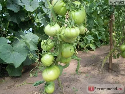 Seminte de tomate gigant portocaliu de ferme agricole Alena Lyuks - „fereastra geroasă denochki decembrie