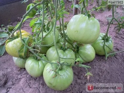 Seminte de tomate gigant portocaliu de ferme agricole Alena Lyuks - „fereastra geroasă denochki decembrie