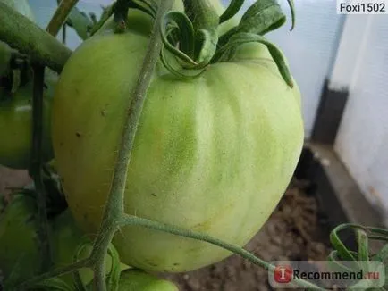 Seminte de tomate gigant portocaliu de ferme agricole Alena Lyuks - „fereastra geroasă denochki decembrie