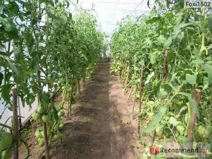 Seminte de tomate gigant portocaliu de ferme agricole Alena Lyuks - „fereastra geroasă denochki decembrie