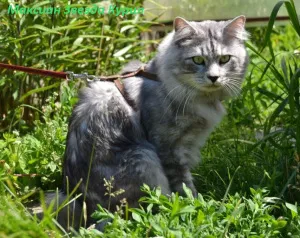 Впрегнете за котки