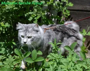 Впрегнете за котки