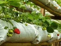 Shtambovji agrișe Grower (conac)