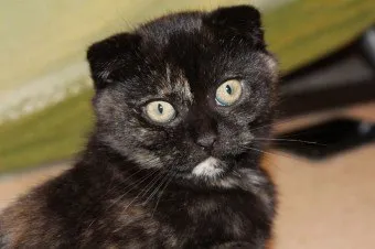 Scottish Fold - o variantă curios de o mutatie genetica