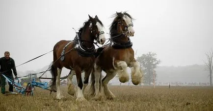 Тежка шотландски Clydesdale кон