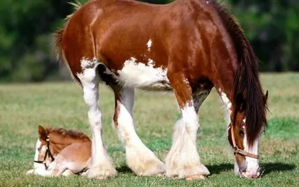 Тежка шотландски Clydesdale кон