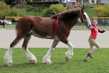 Nehéz Skót clydesdale