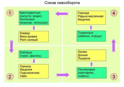 îngrășăminte verzi în seră - criteriile de selecție specii, precum și atunci când pentru a planta