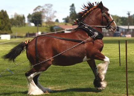 Heavy cal Clydesdale scoțian