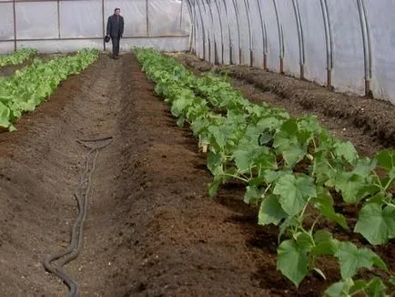 Zöldtrágya az üvegházban, mikor kell vetni tavasszal és ősszel