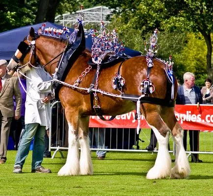 Nehéz Skót clydesdale