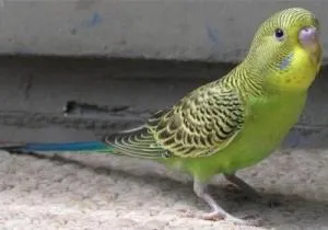 Hány évig élnek budgies