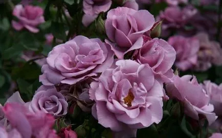Лилави рози - статия за цветовете при изричното