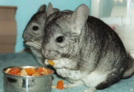 Câți chinchilla locuiesc acasă