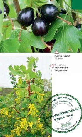 Златни френско грозде (снимка) - възпроизвеждане кацане и грижи за градината сайт, вилата и стайни растения