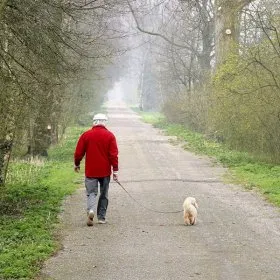 Dog ridică pisoi, știri