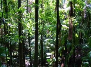 A kincs a föld - esőerdők