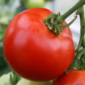 Ne-am adunat o mare recoltă de tomate, formare Bush