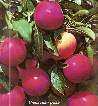 Plum, cseresznye szilva, szilva hibrid - Kert Szibériában