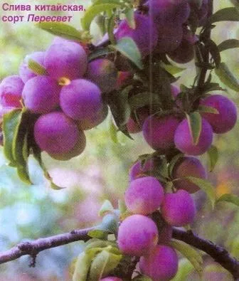 Prune și prune cireșe, prune hibrid - Gradina Siberia