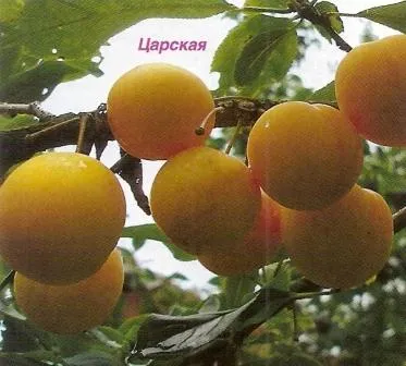 Plum, cseresznye szilva, szilva hibrid - Kert Szibériában