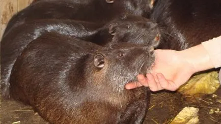 Tartás és tenyésztés nutria otthon kezdőknek