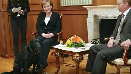 Kutya Putyin, házi