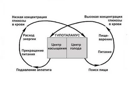 Намалено или повишен апетит причини и диагностика