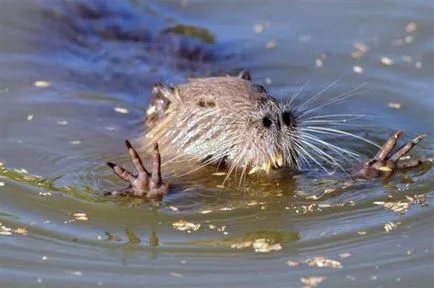 Tartás és tenyésztés nutria otthon kezdőknek