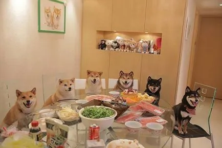 Кучета ulybaki семеен фотоалбум прекрасен шиба ину