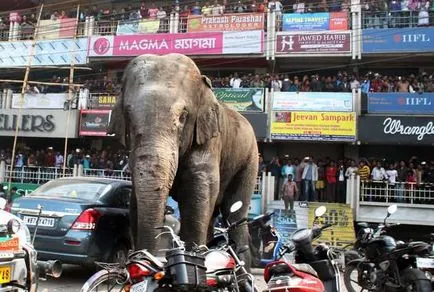 Elefántok India megölt öt embert, a rendőrség azt mondta, a pofák az állatok