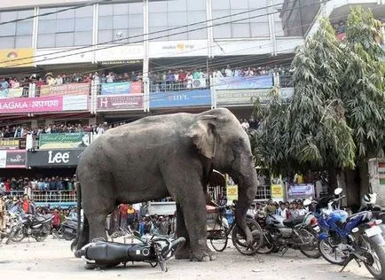 Elefántok India megölt öt embert, a rendőrség azt mondta, a pofák az állatok