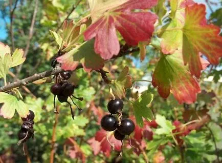 Златни френско грозде и златни правила за селскостопанска техника