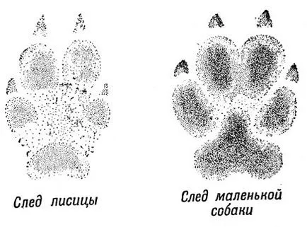 Pe lângă vulpea și definiția prospețimea cu 1971 Losev