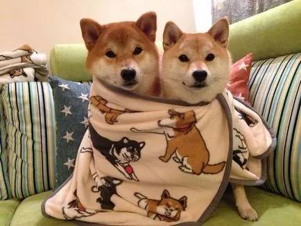 Кучета ulybaki семеен фотоалбум прекрасен шиба ину