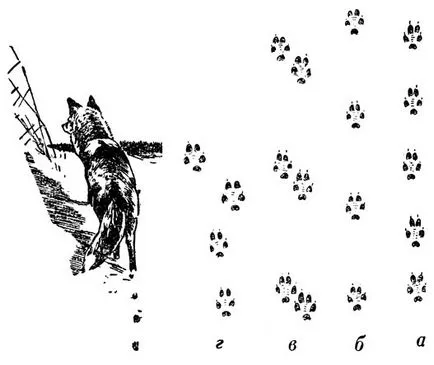 Следваща лисицата и определянето на неговата свежест с 1971 Лосев