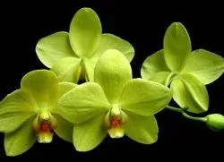 разновидности на орхидеи