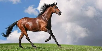 Álom könyv barna ló mi álmok barna ló egy álom