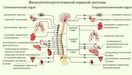 Sistemul nervos somatic