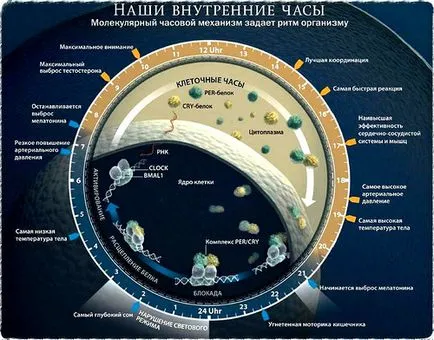 Sleep - procesul principal fiziologic pentru un organism sănătos