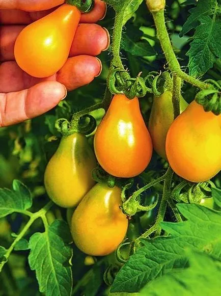 soiuri de tomate rezistente la manei, să crească o grădină!