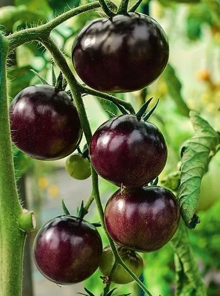 soiuri de tomate rezistente la manei, să crească o grădină!