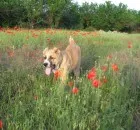 Metode de împerechere - ciobanesc din Asia Alabai fotografie, cățeluși, pepiniere, Ciobănesc de Asia Centrală