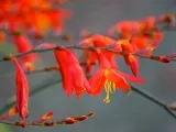Spiraea japonica - ellátás és fajták